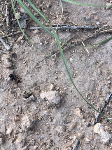 Pogonomyrmex barbatus photo 198