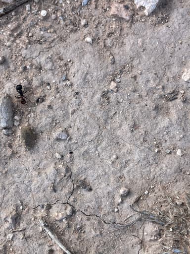 Pogonomyrmex barbatus photo 199