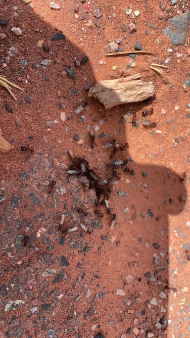 Pogonomyrmex barbatus photo 201