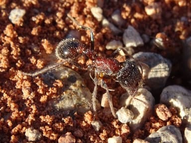 Pogonomyrmex barbatus photo 202