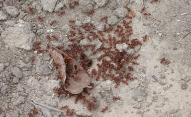 Pogonomyrmex barbatus photo 204