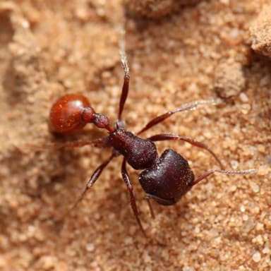 Pogonomyrmex barbatus photo 205