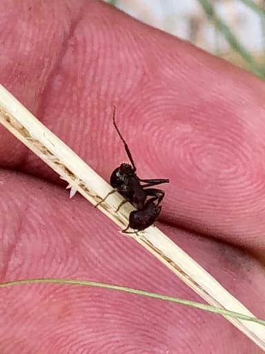 Pogonomyrmex barbatus photo 207
