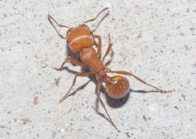 Pogonomyrmex barbatus photo 209