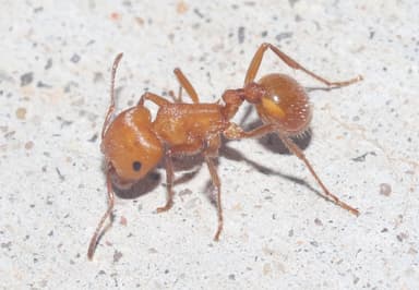 Pogonomyrmex barbatus photo 210