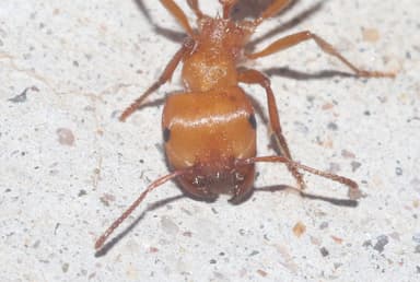 Pogonomyrmex barbatus photo 211