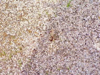 Pogonomyrmex barbatus photo 215