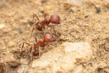 Pogonomyrmex barbatus photo 217