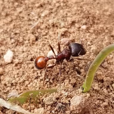 Pogonomyrmex barbatus photo 218