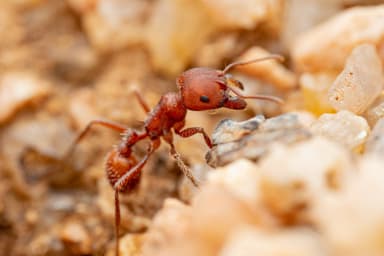 Pogonomyrmex barbatus photo 220