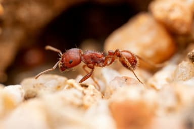 Pogonomyrmex barbatus photo 221