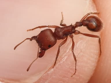 Pogonomyrmex barbatus photo 222