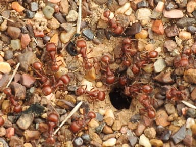 Pogonomyrmex barbatus photo 223