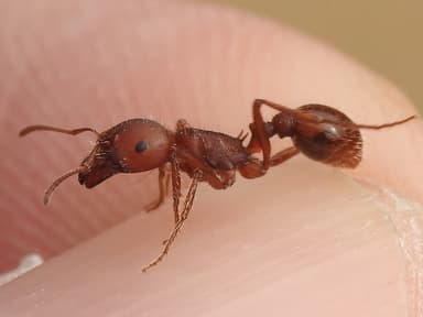 Pogonomyrmex barbatus photo 224