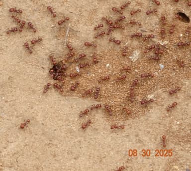 Pogonomyrmex barbatus photo 226