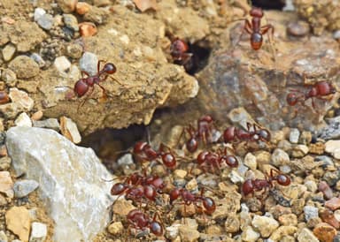 Pogonomyrmex barbatus photo 237