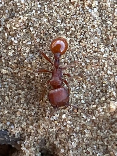 Pogonomyrmex barbatus photo 238