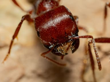 Pogonomyrmex barbatus photo 242
