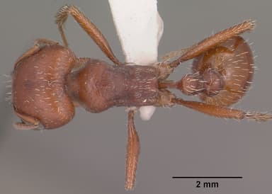 Pogonomyrmex barbatus — queen photo 12
