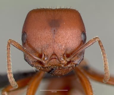Pogonomyrmex barbatus — queen photo 15