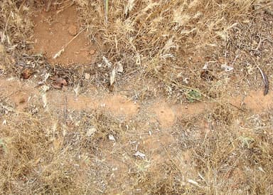 Pogonomyrmex barbatus photo 17