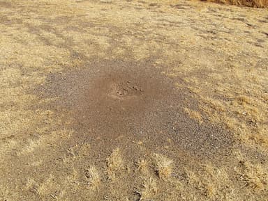 Pogonomyrmex barbatus — colony photo 20