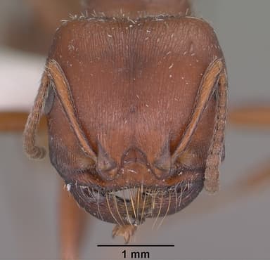 Pogonomyrmex barbatus — queen photo 21