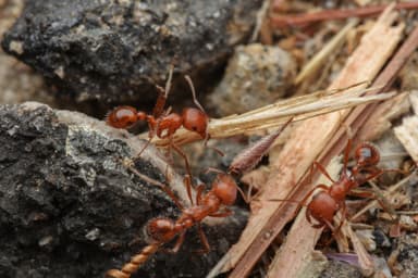Pogonomyrmex californicus photo 27