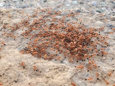 Pogonomyrmex californicus photo 53