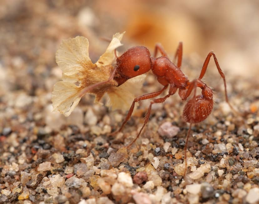 Pogonomyrmex californicus photo 1
