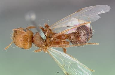 Pogonomyrmex californicus — queen photo 4