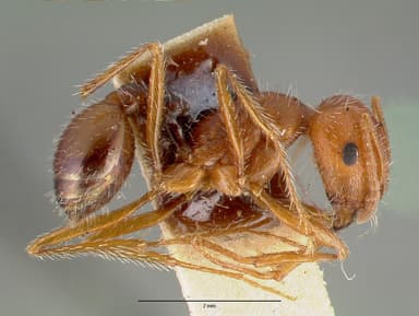 Pogonomyrmex californicus — queen photo 9