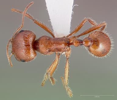 Pogonomyrmex californicus — queen photo 12