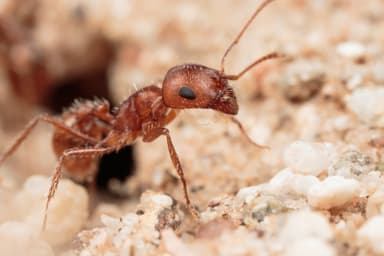Pogonomyrmex magnacanthus — worker photo 3