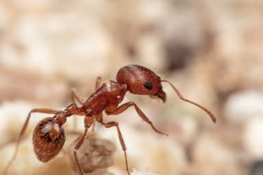 Pogonomyrmex magnacanthus — worker photo 4