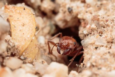 Pogonomyrmex magnacanthus — worker photo 5