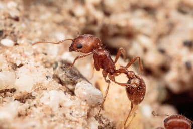Pogonomyrmex magnacanthus — worker photo 6