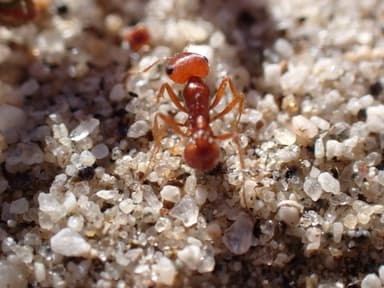 Pogonomyrmex magnacanthus photo 8