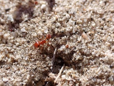 Pogonomyrmex magnacanthus photo 9