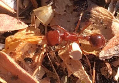 Pogonomyrmex magnacanthus photo 10