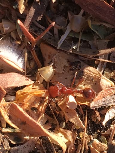 Pogonomyrmex magnacanthus photo 11