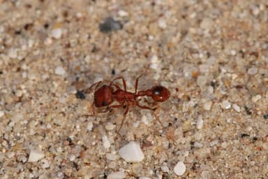 Pogonomyrmex magnacanthus photo 12
