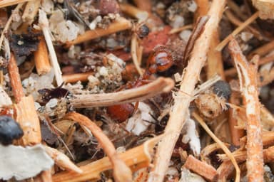 Pogonomyrmex magnacanthus photo 14