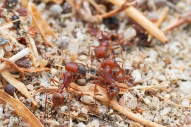 Pogonomyrmex magnacanthus photo 15