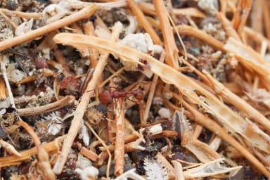 Pogonomyrmex magnacanthus photo 16