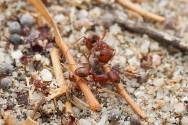 Pogonomyrmex magnacanthus photo 17