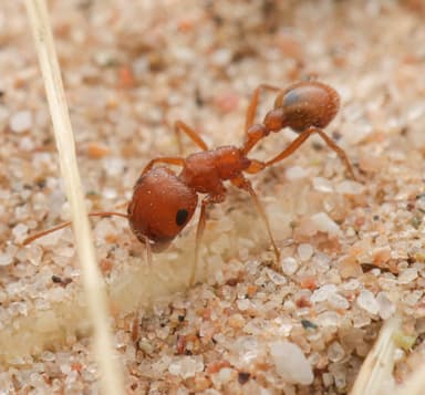 Pogonomyrmex magnacanthus photo 18