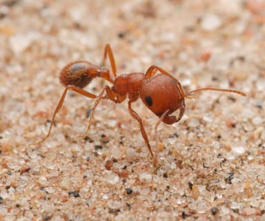 Pogonomyrmex magnacanthus photo 19