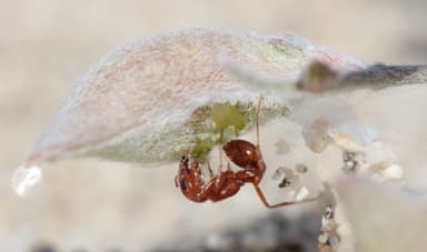 Pogonomyrmex magnacanthus photo 20