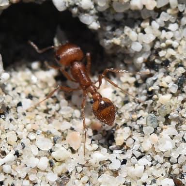 Pogonomyrmex magnacanthus photo 21